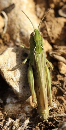Chorthippus sp.